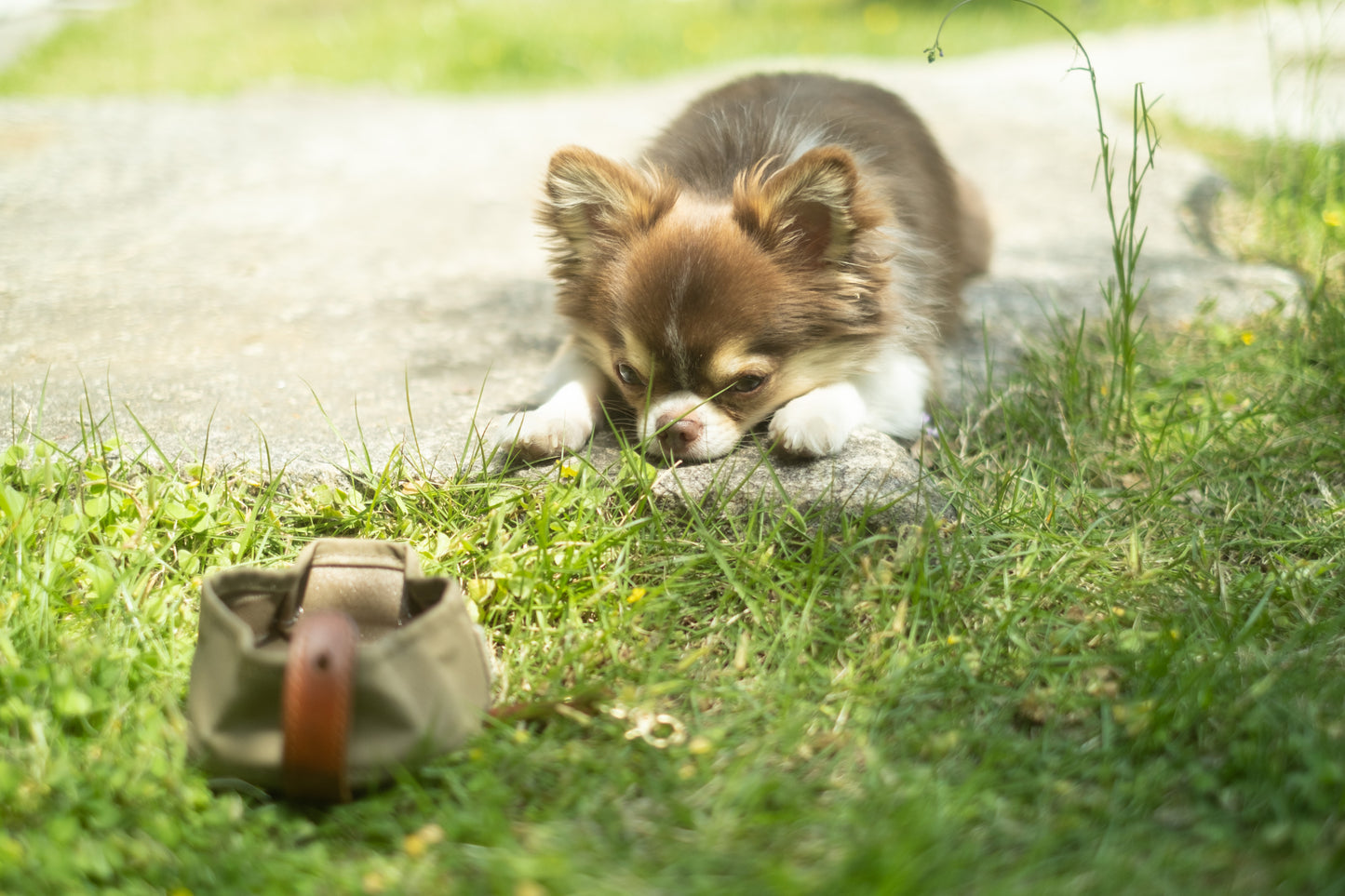 《MELO》《Portable Water Bowl / ポータブルボウル》