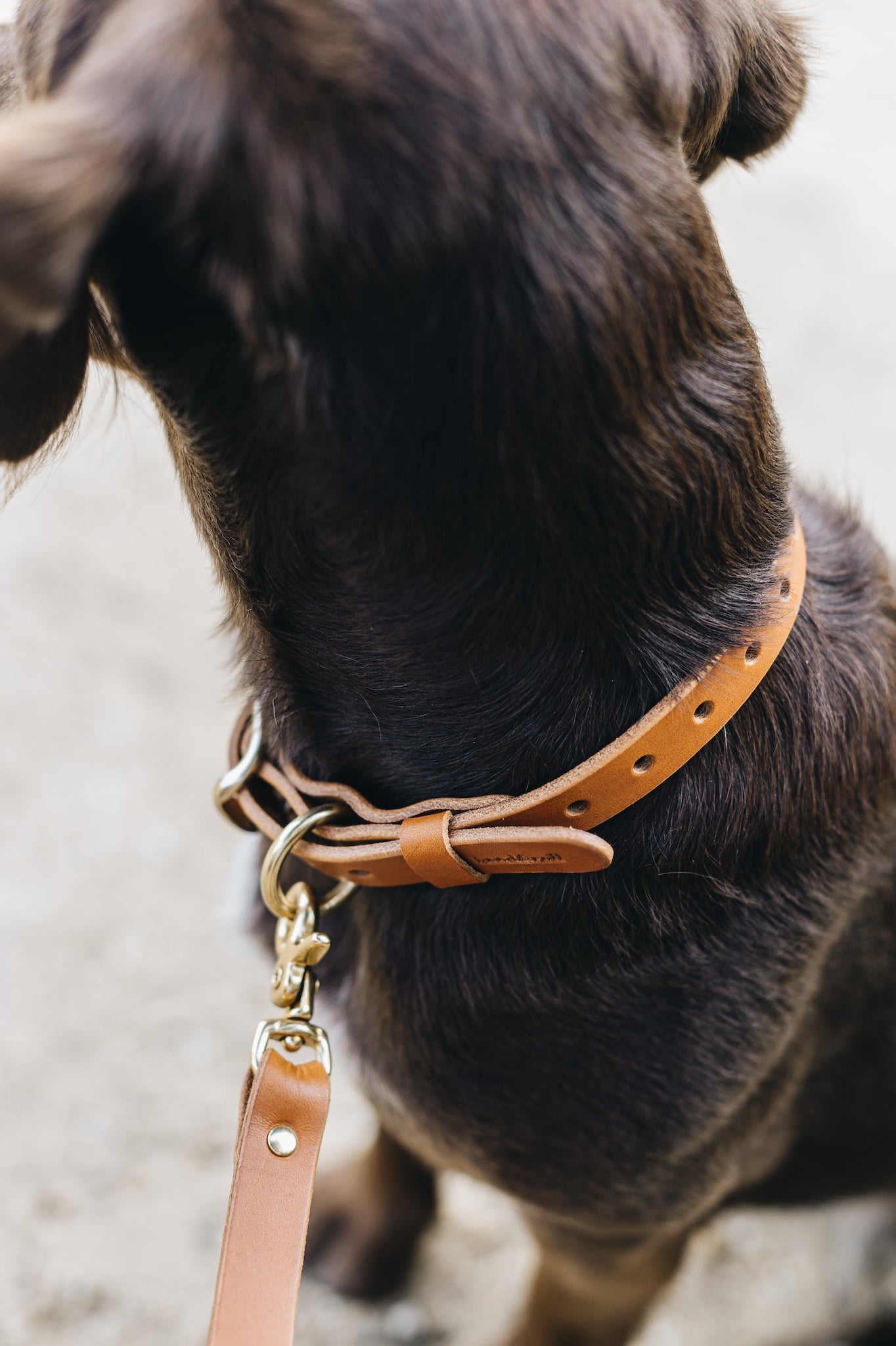 《小型犬用》《FIR AIR》《イタリア製フルグレインレザーの首輪》