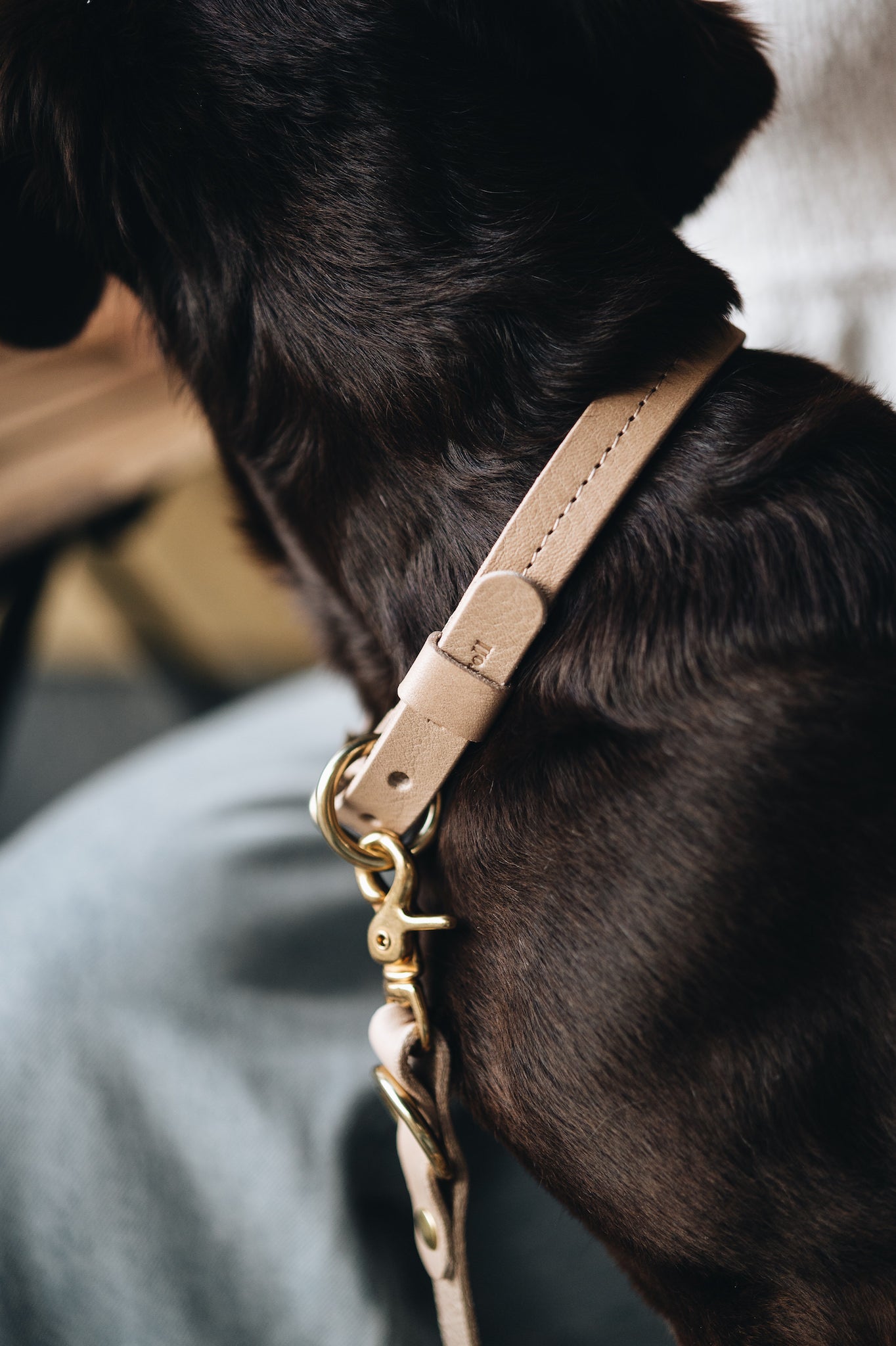 《小型犬用》《FIR AIR》《イタリア製フルグレインレザーの首輪》
