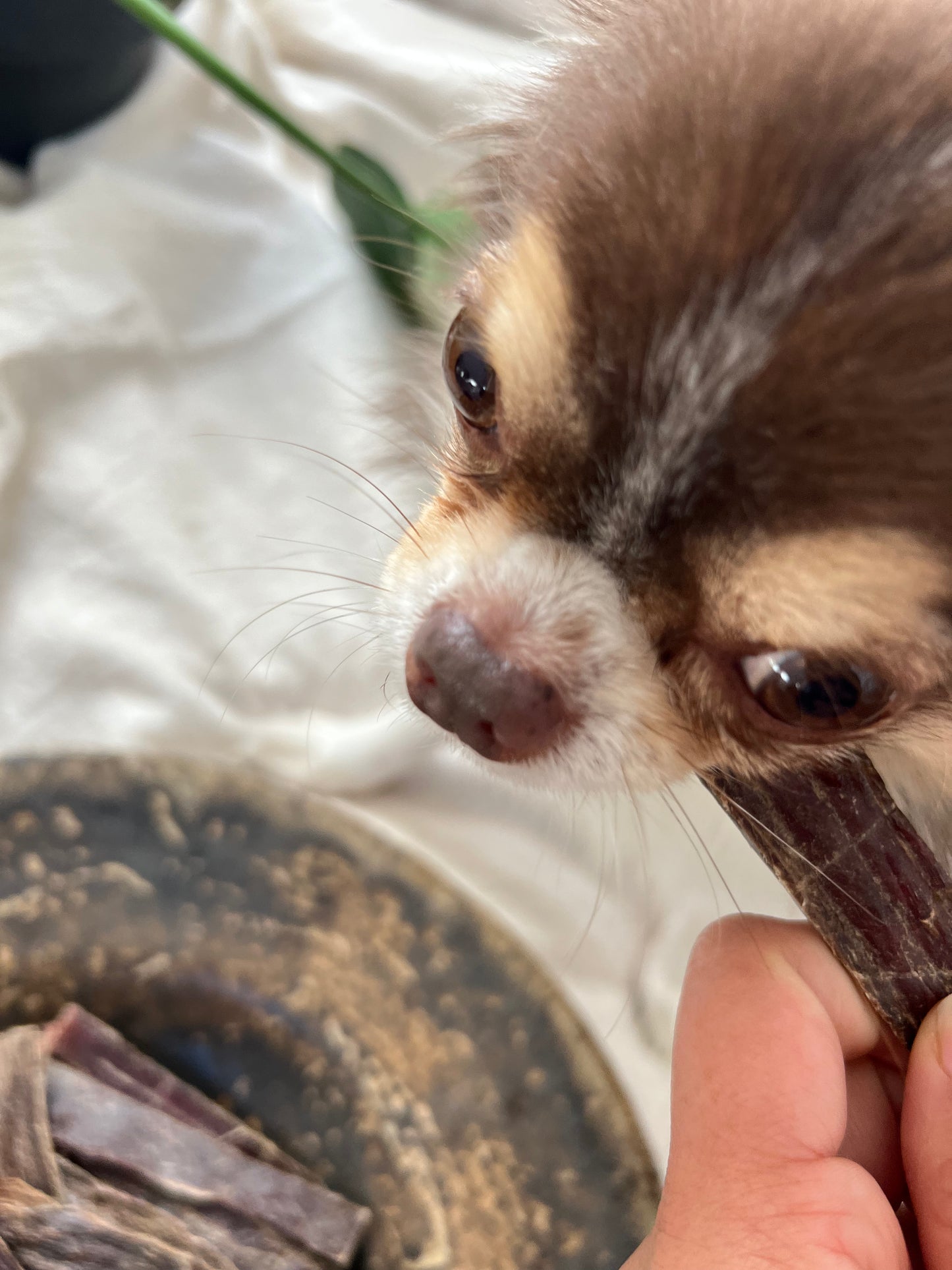 《栄養満点》《自然の旨味たっぷり鹿肉のジャーキー》