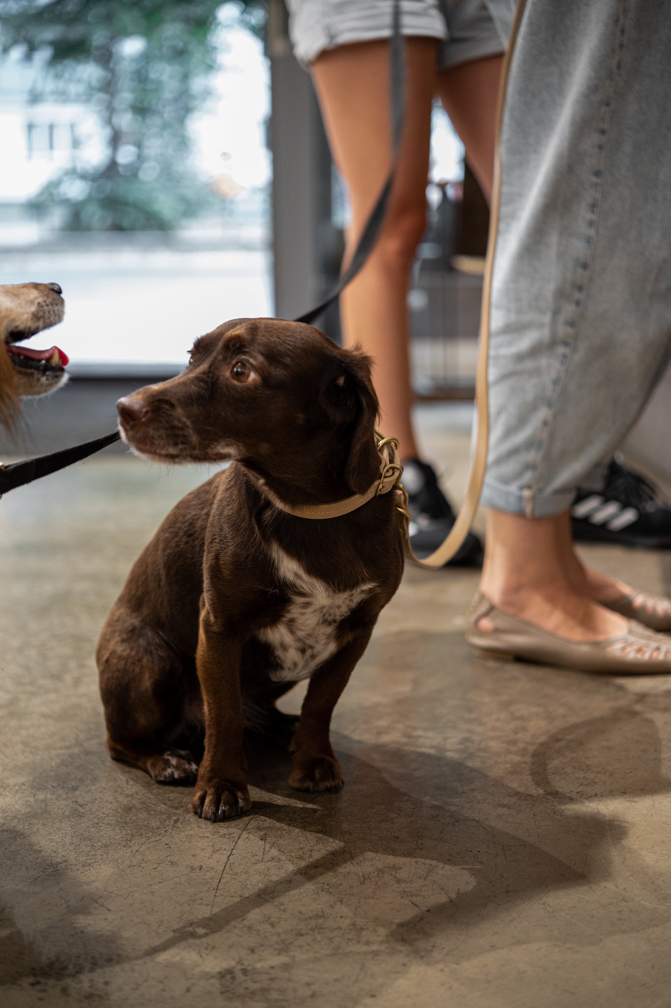 《Lasso Air》《小型犬用》《イタリア製フルグレインレザーの肩掛けリーシュ》