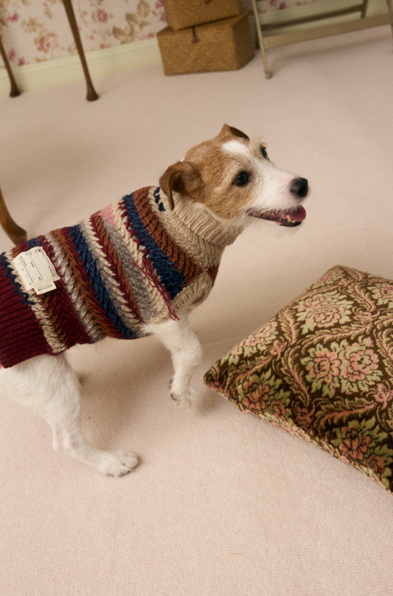 《犬服》multi knit / No. 502