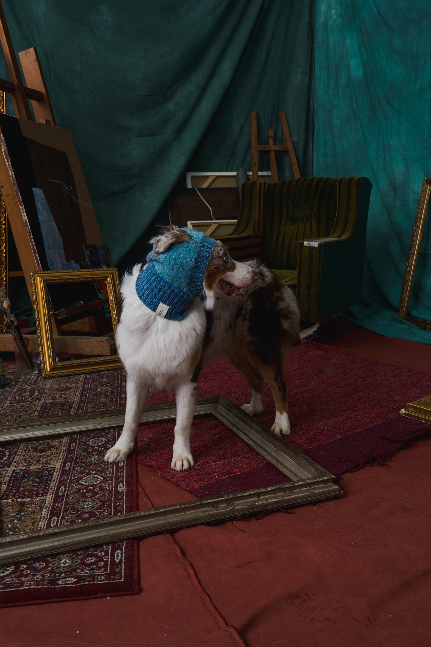 《犬用帽子》multi knit / No.402