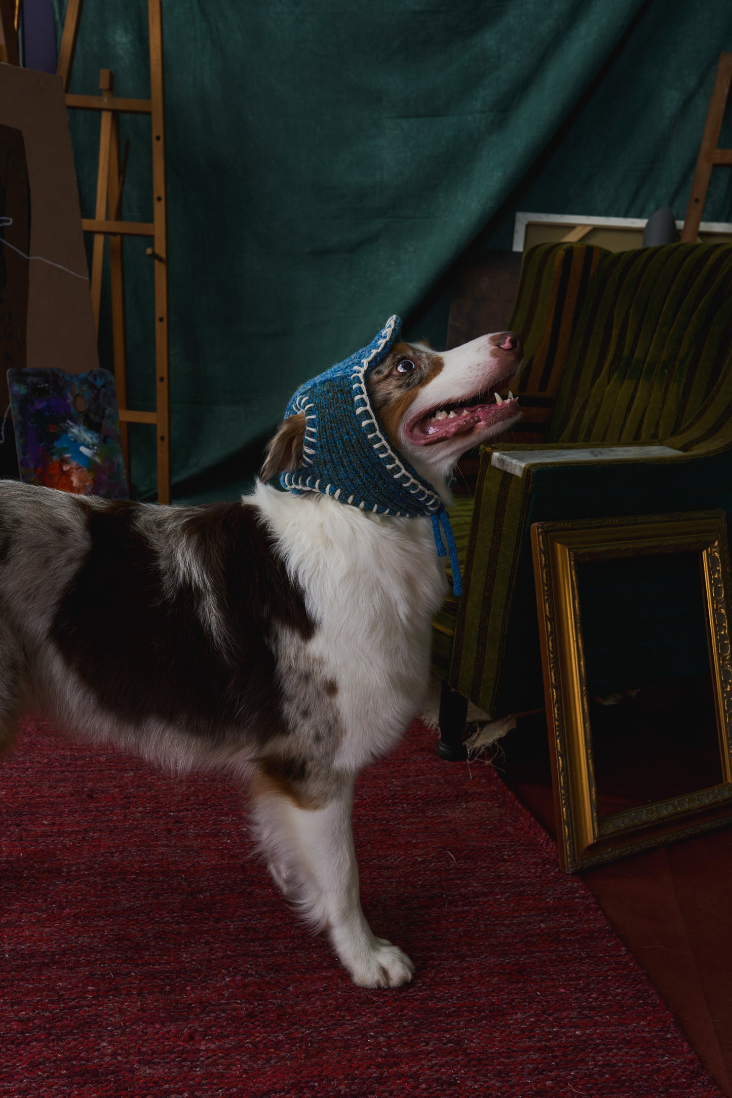 《犬用帽子》multi knit / No.401