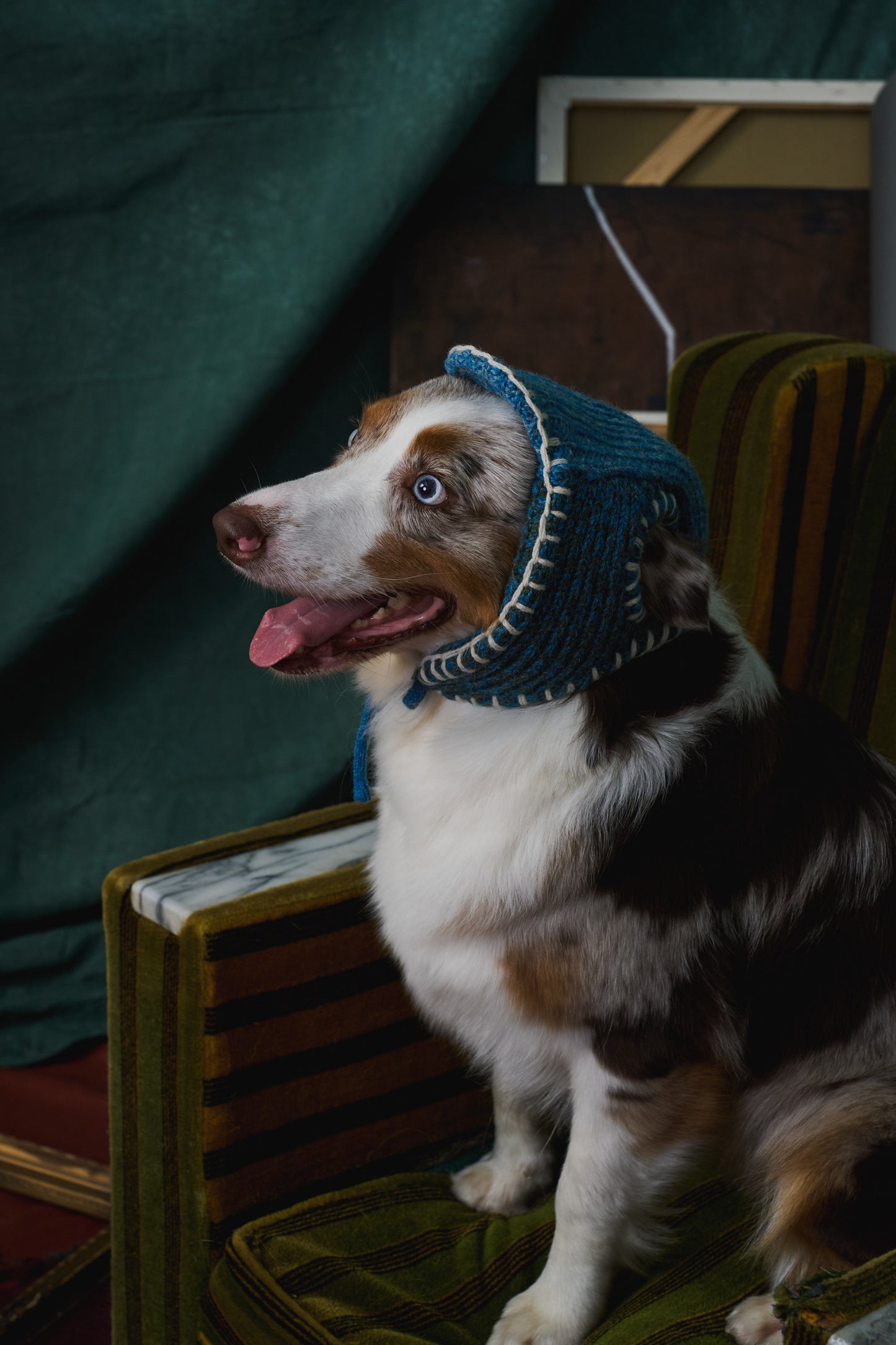 《犬用帽子》multi knit / No.401