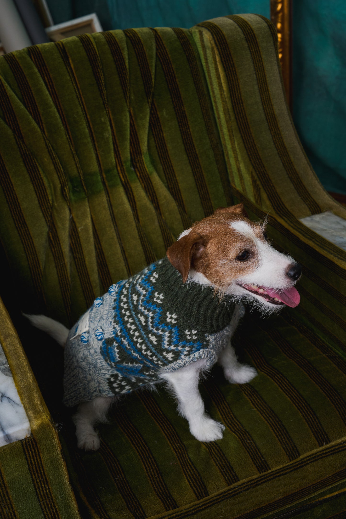 《犬服》multi knit / No. 404