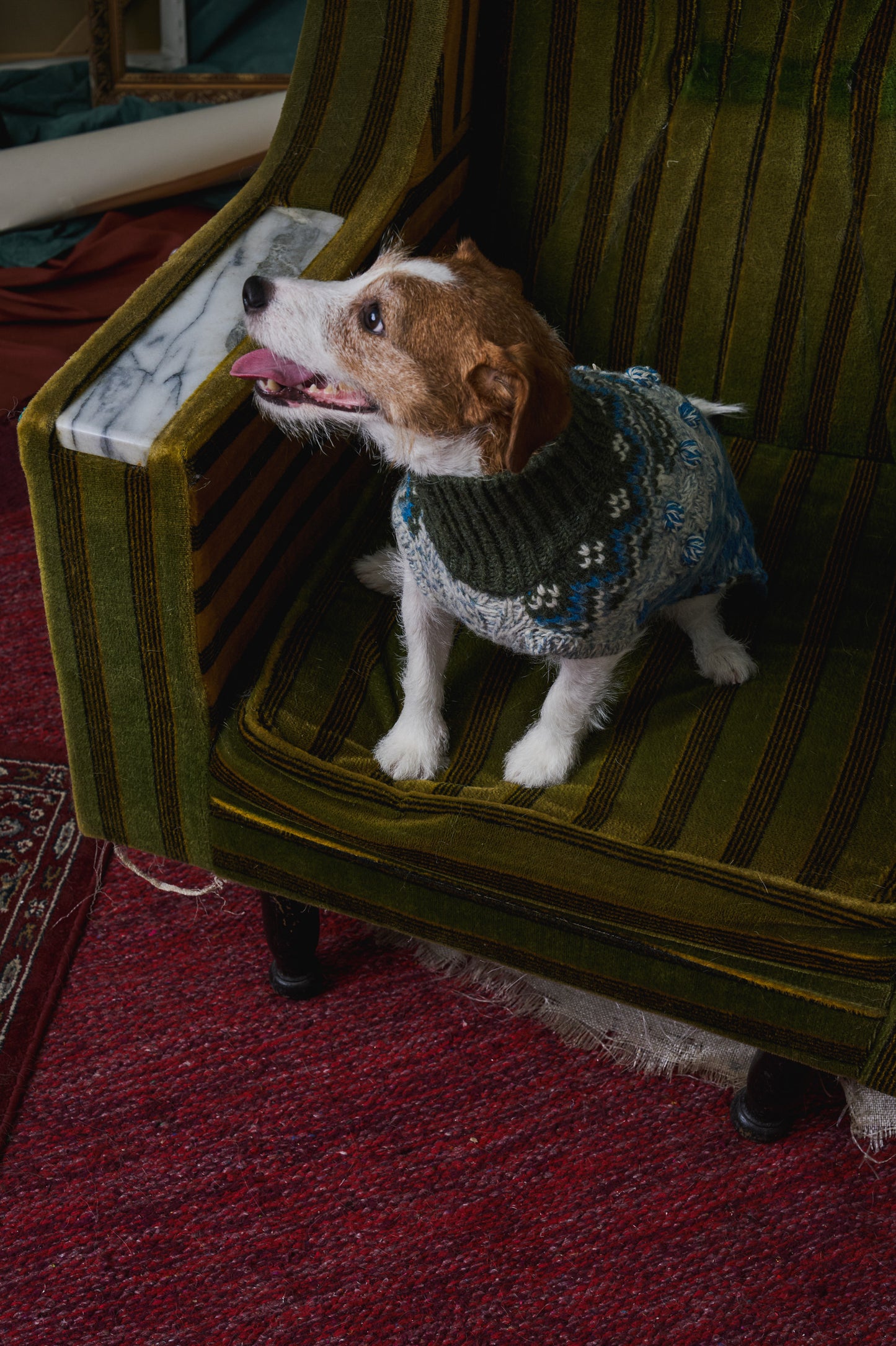 《犬服》multi knit / No. 404