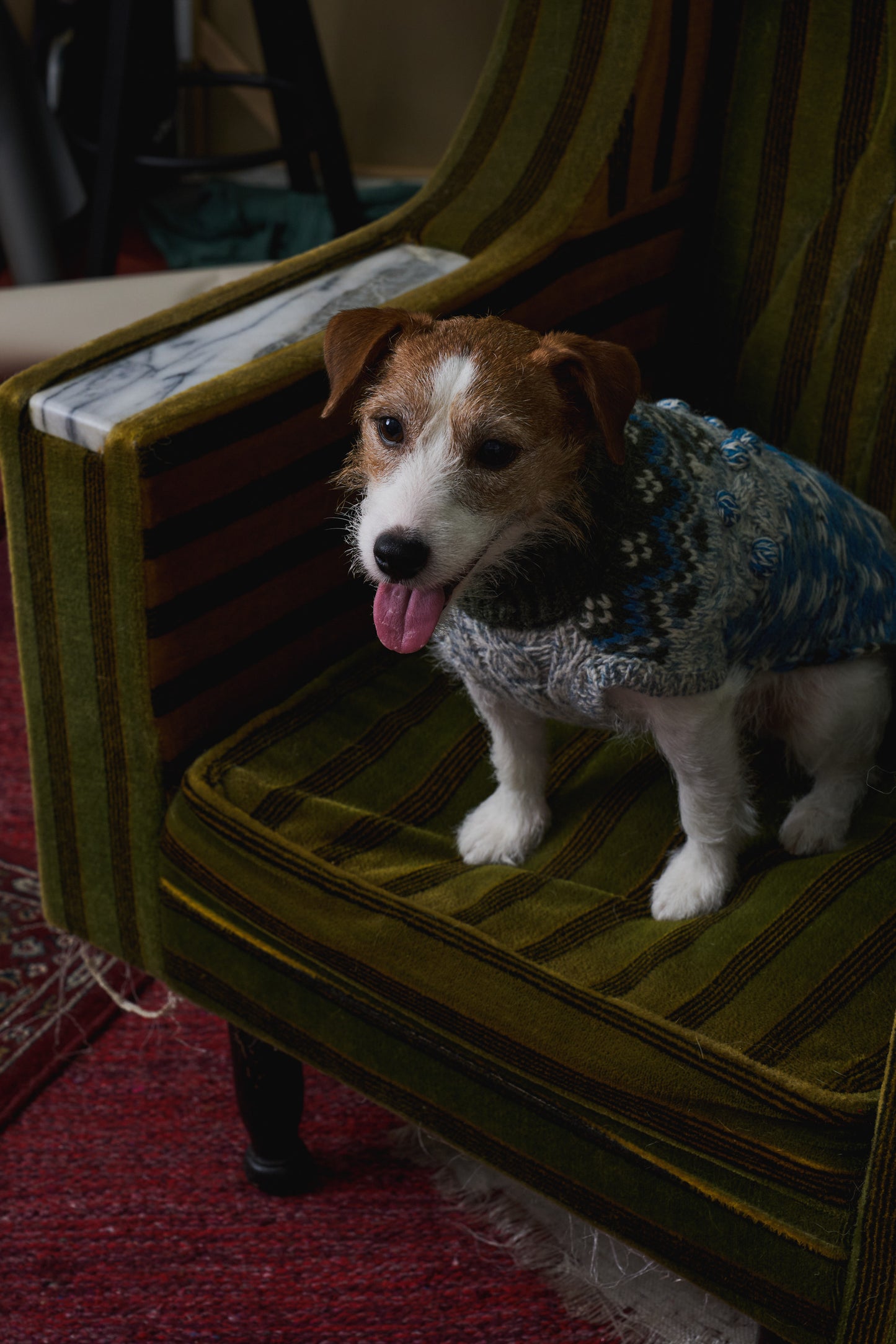 《犬服》multi knit / No. 404