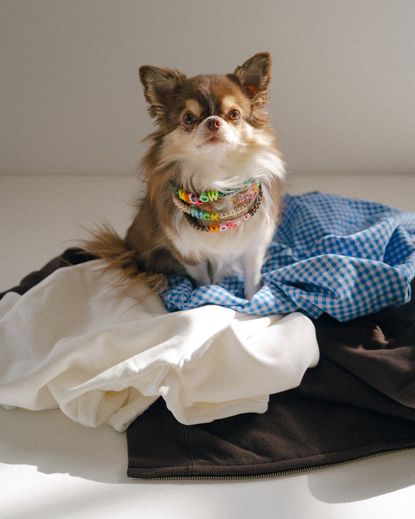 PAW CHOKER / 軽いネームタグ　