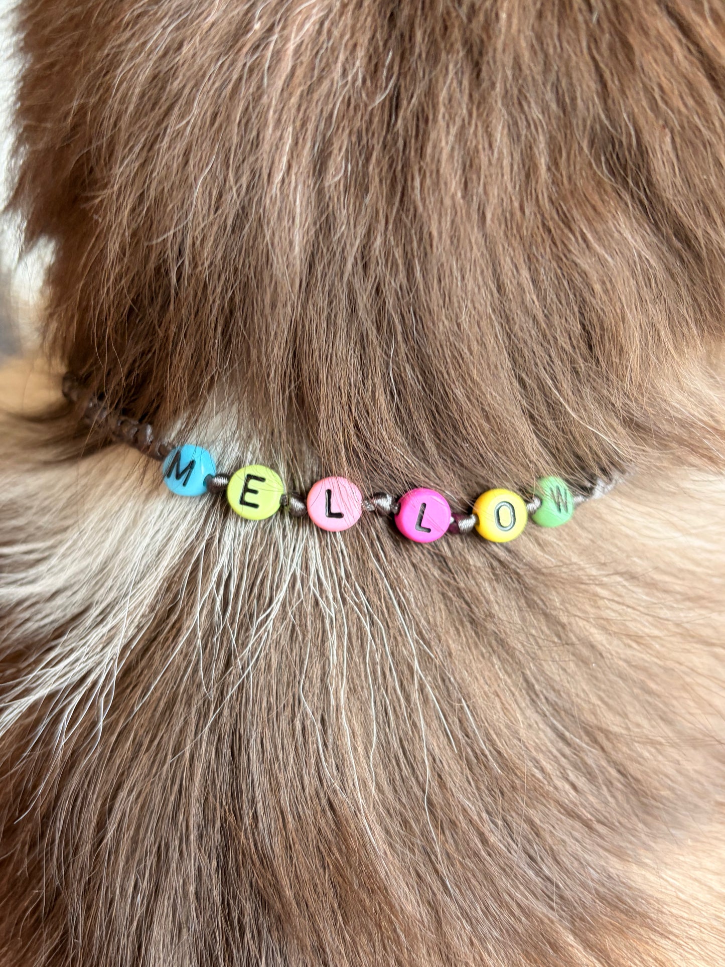 PAW CHOKER / 軽いネームタグ　