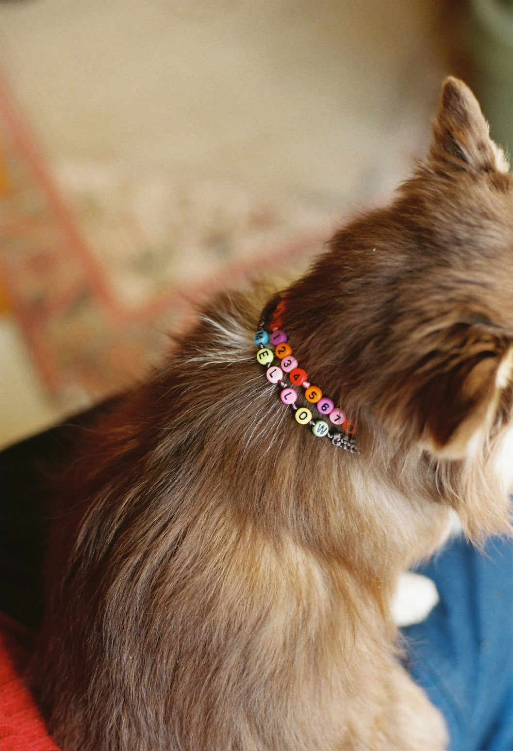 PAW CHOKER / 軽いネームタグ　