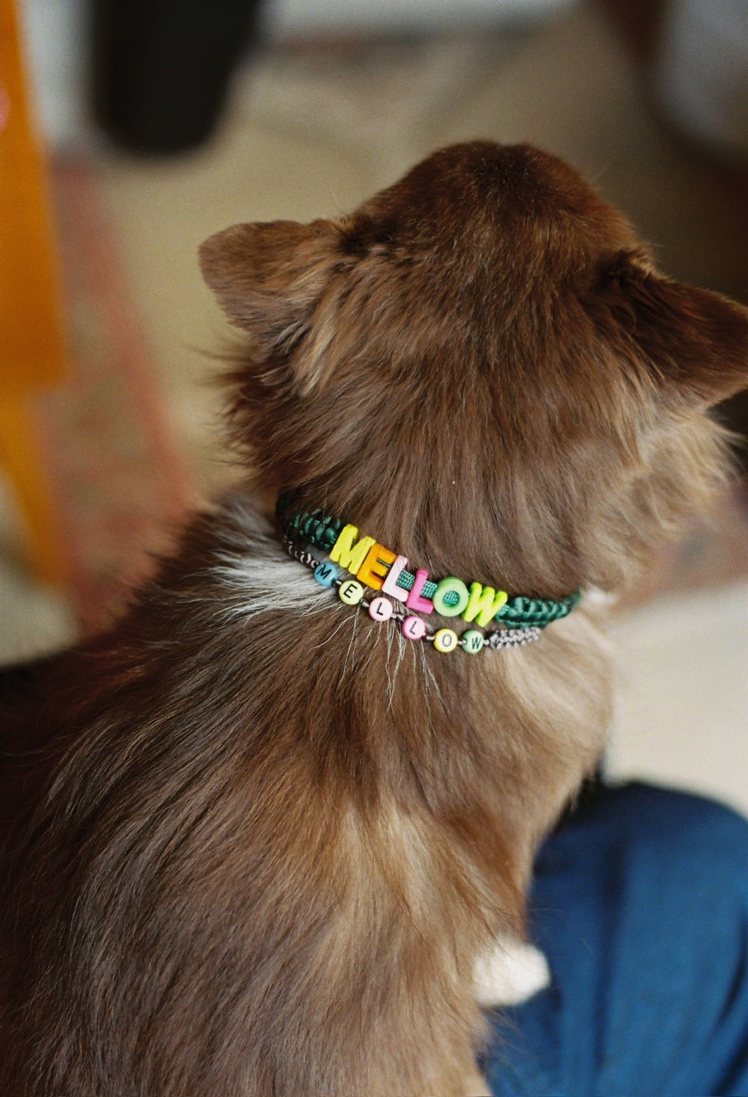 PAW CHOKER / 軽いネームタグ　