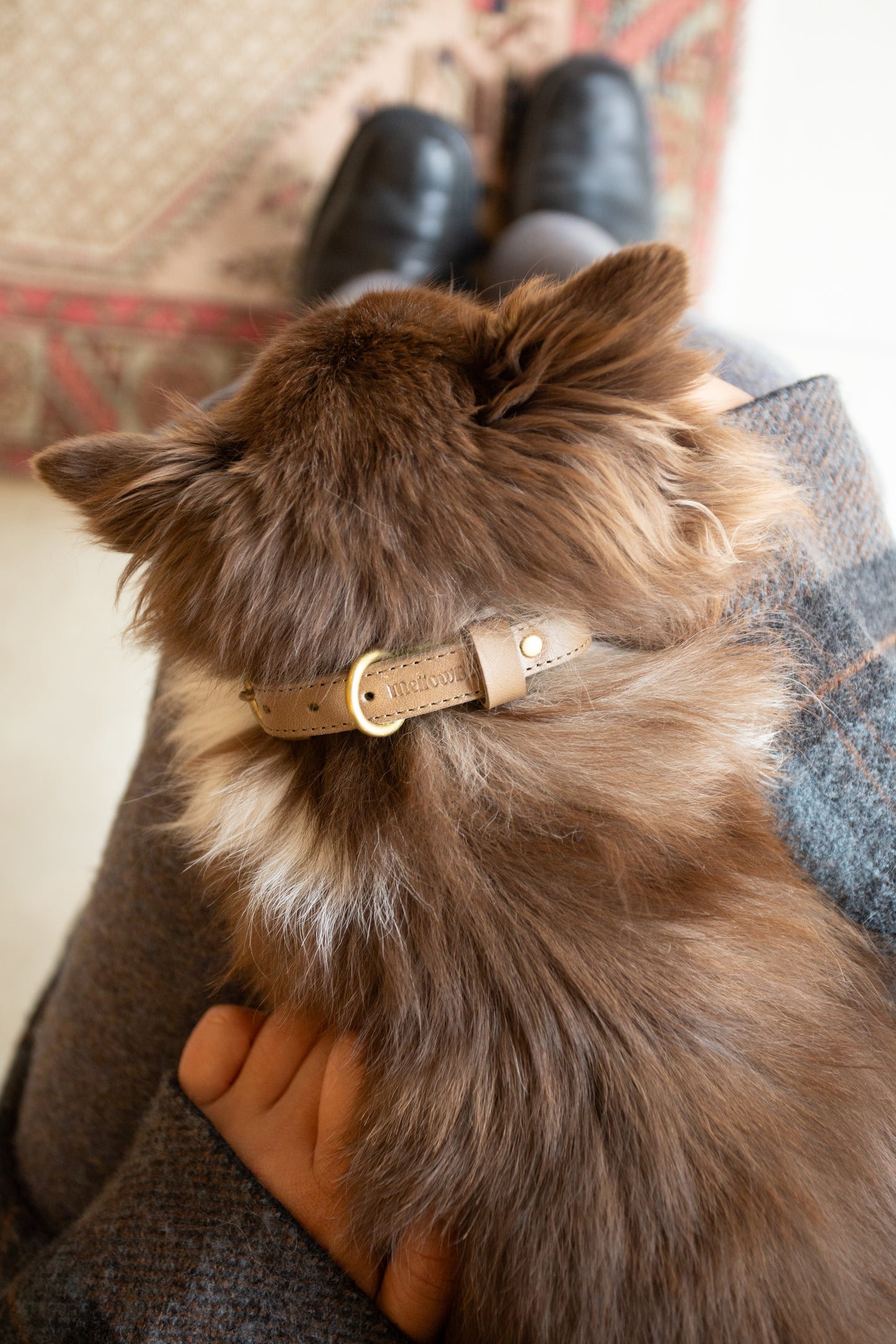 warm hugs collections / リードと首輪