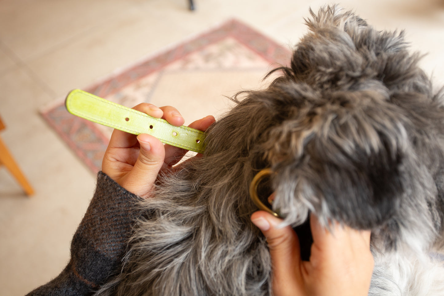 warm hugs collections / リードと首輪