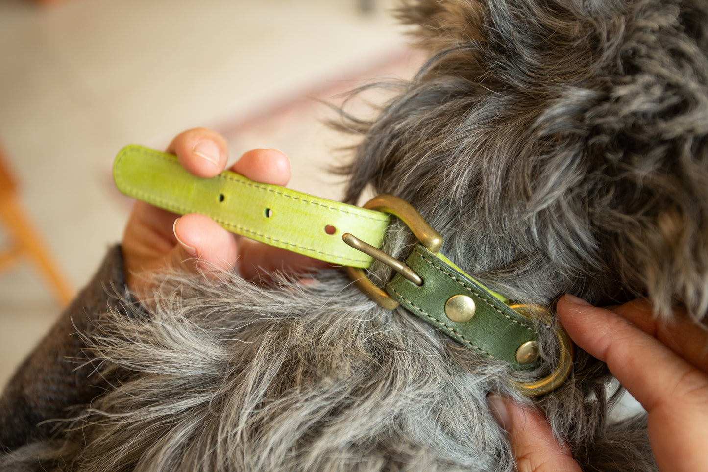 warm hugs collections / リードと首輪