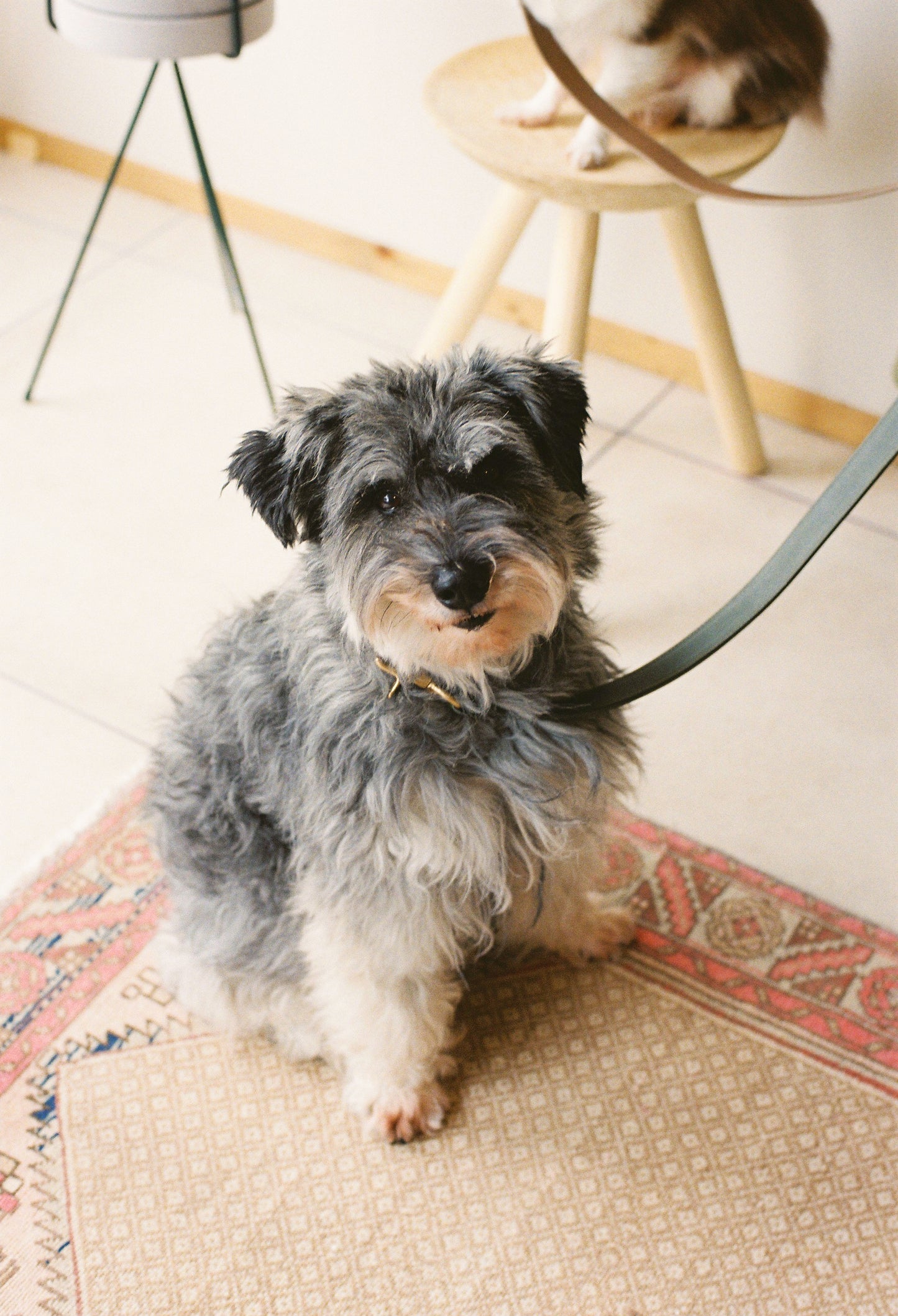 warm hugs collections / リードと首輪