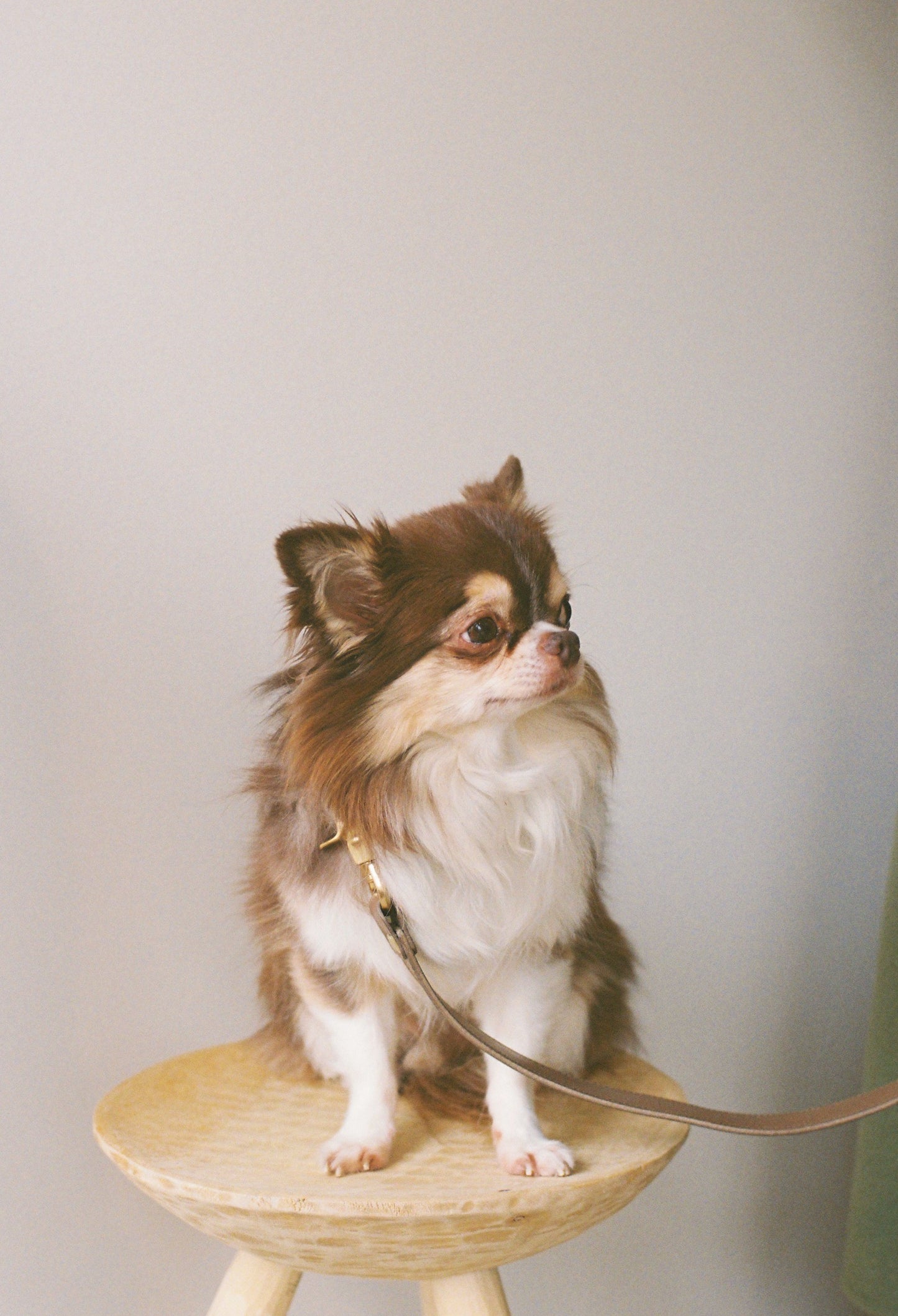 warm hugs collections / リードと首輪