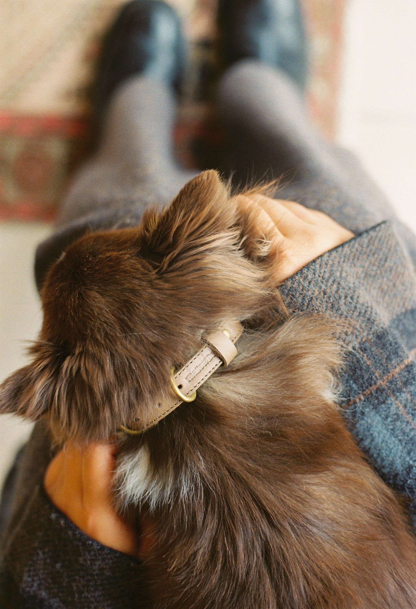 warm hugs collections / リードと首輪