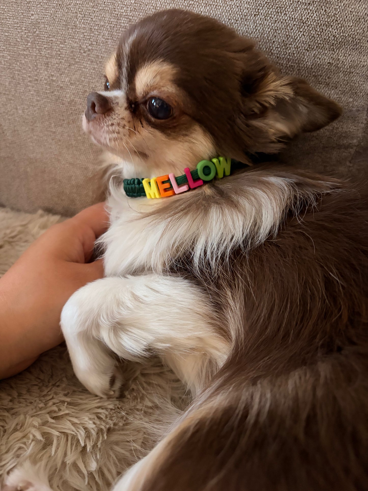 PAW CHOKER / 軽いネームタグ　